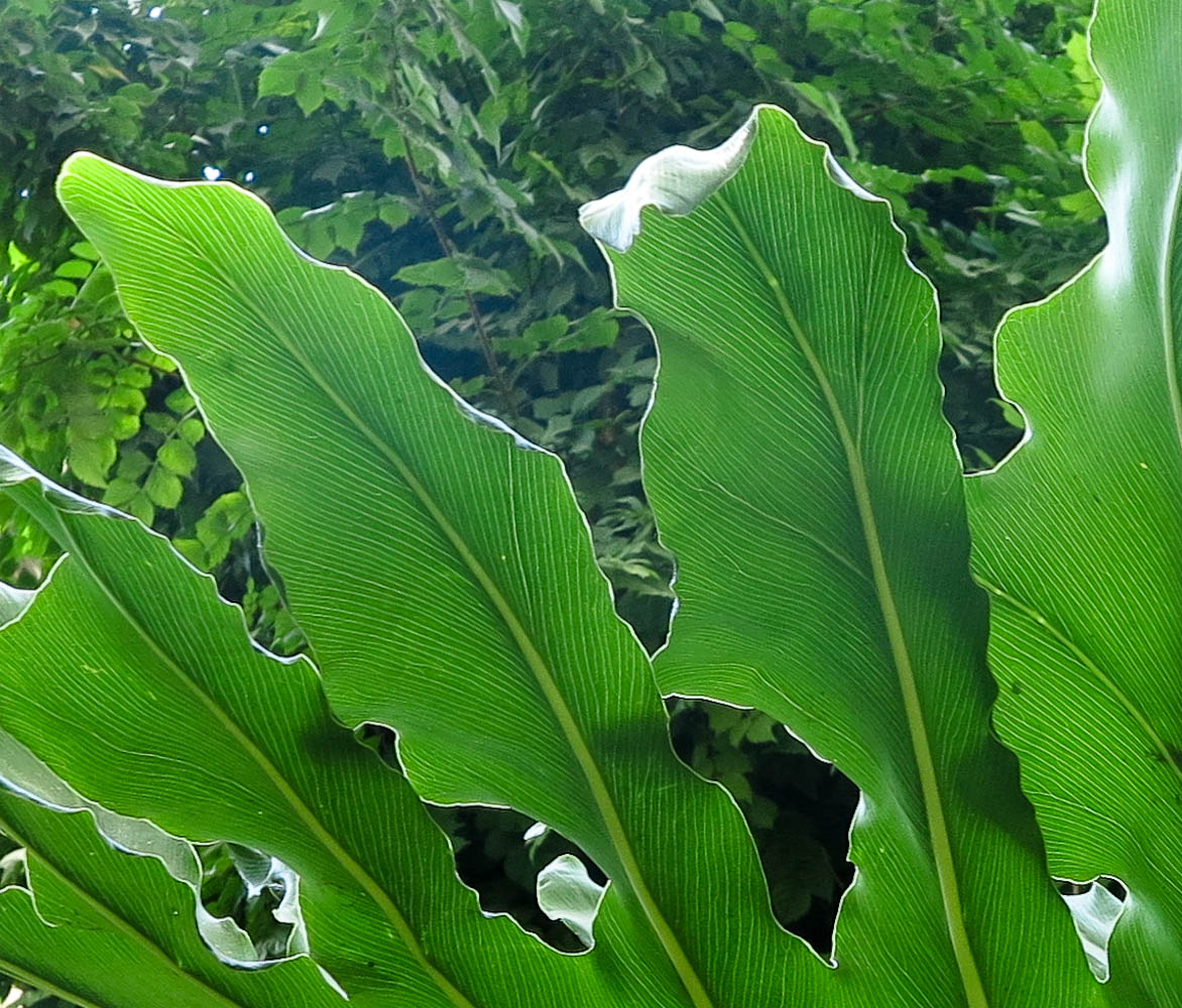 Image of Philodendron bipinnatifidum specimen.