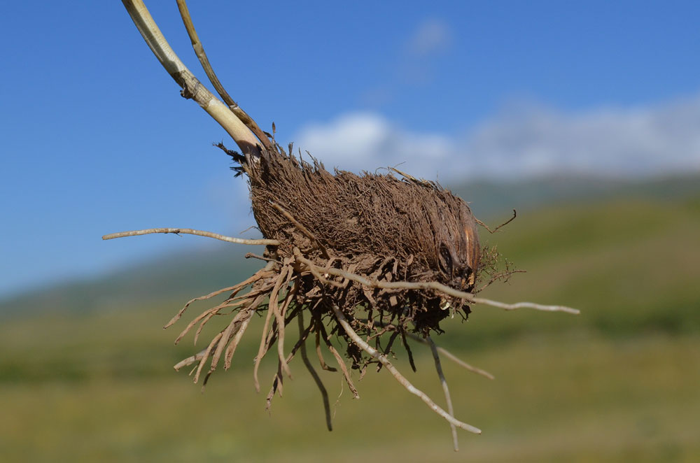 Image of Allium dolichostylum specimen.