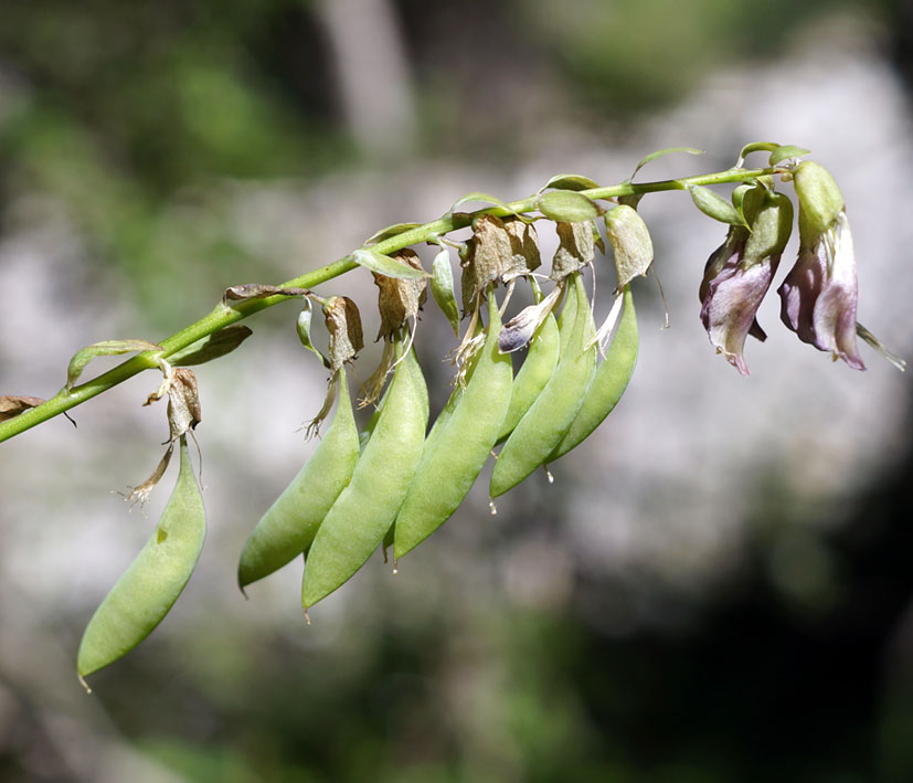 Image of Astragalus aksuensis specimen.