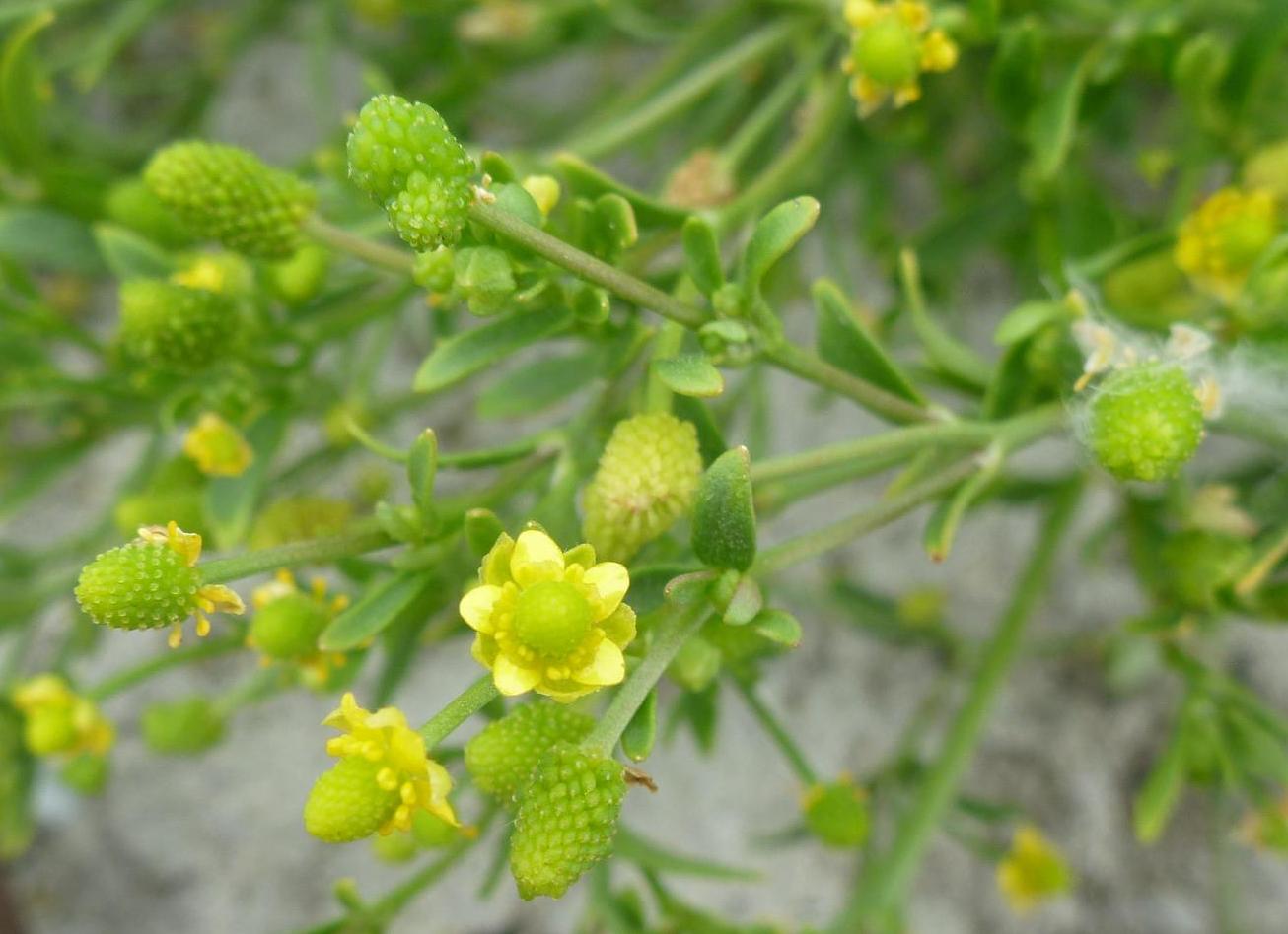 Image of Ranunculus sceleratus specimen.