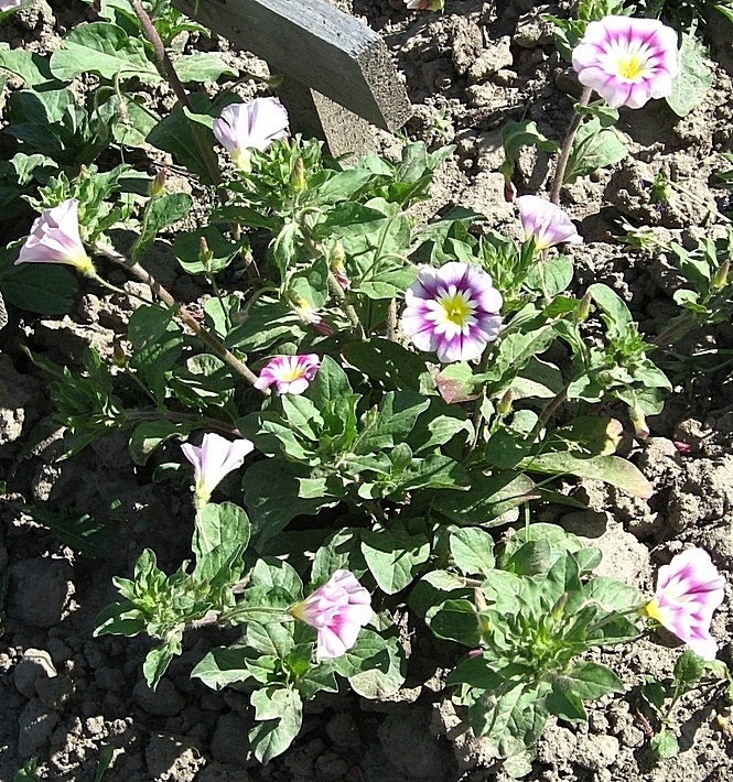 Image of Convolvulus tricolor specimen.