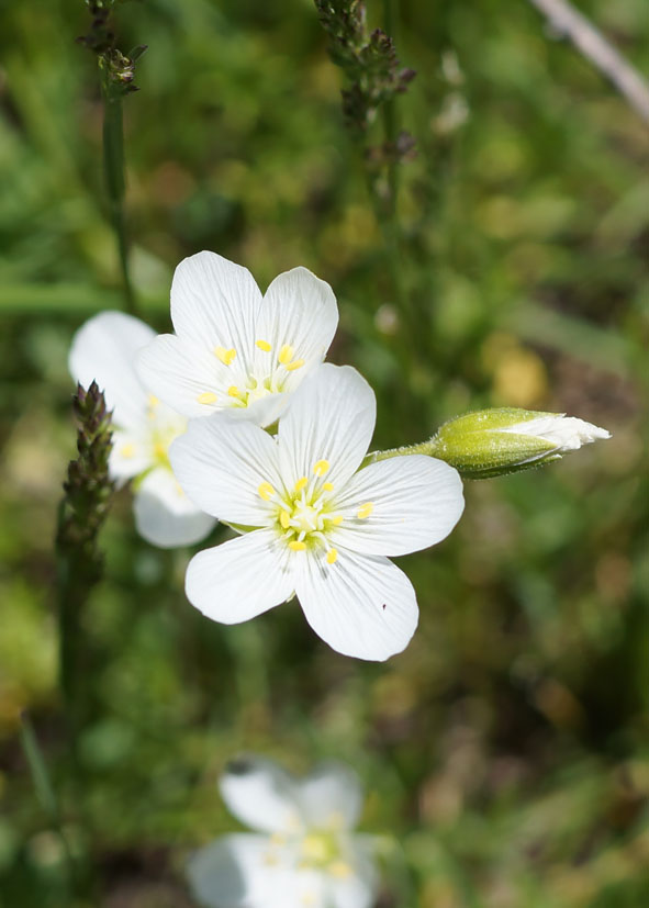 Изображение особи Cerastium bungeanum.