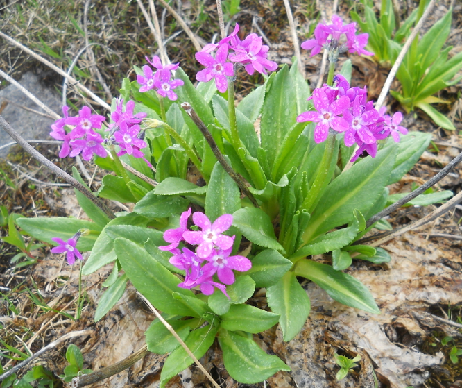 Изображение особи Primula nivalis.