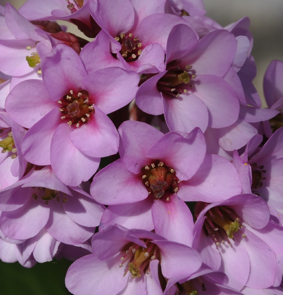 Image of Bergenia crassifolia specimen.