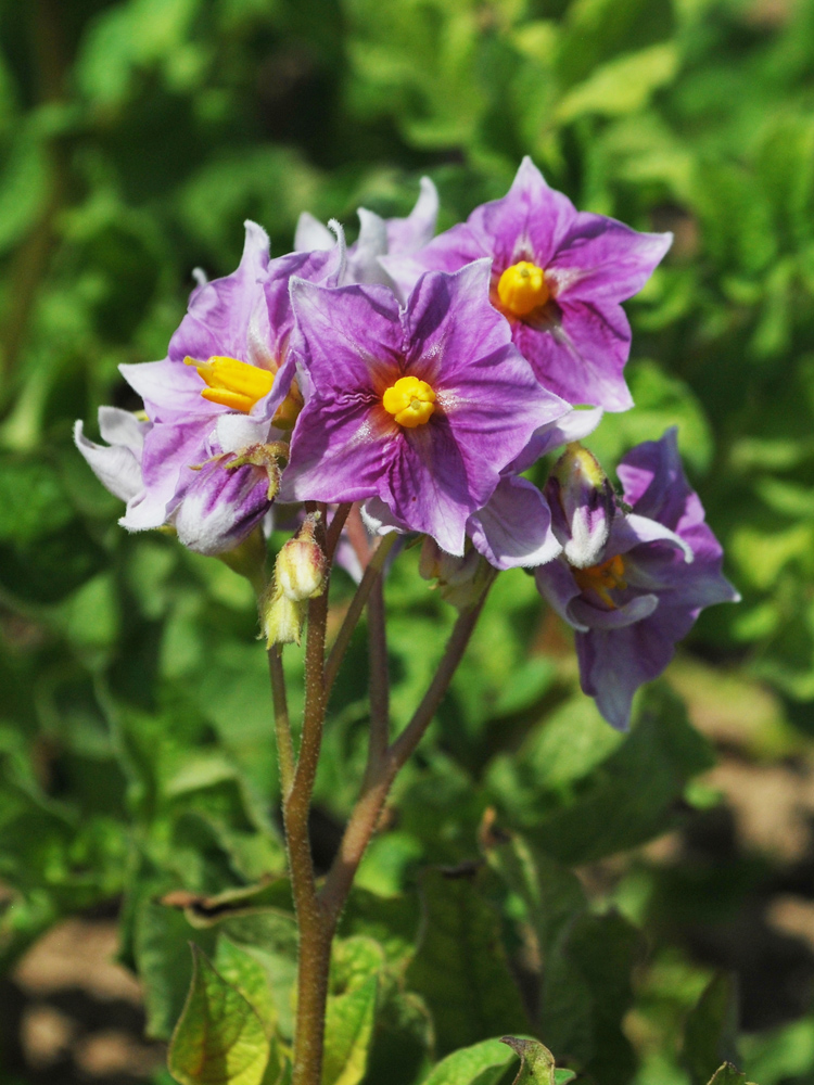 Изображение особи Solanum tuberosum.