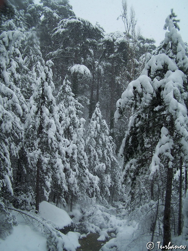 Image of Pinus pallasiana specimen.