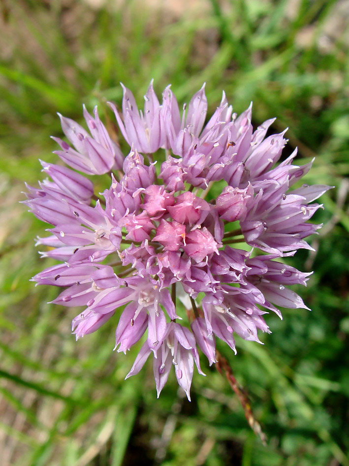 Image of Allium maximowiczii specimen.