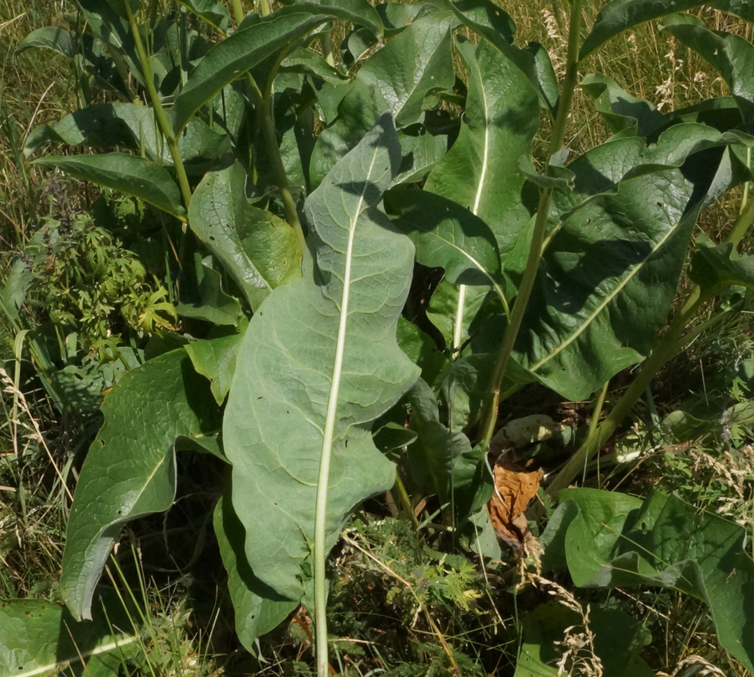 Image of Cynoglossum viridiflorum specimen.