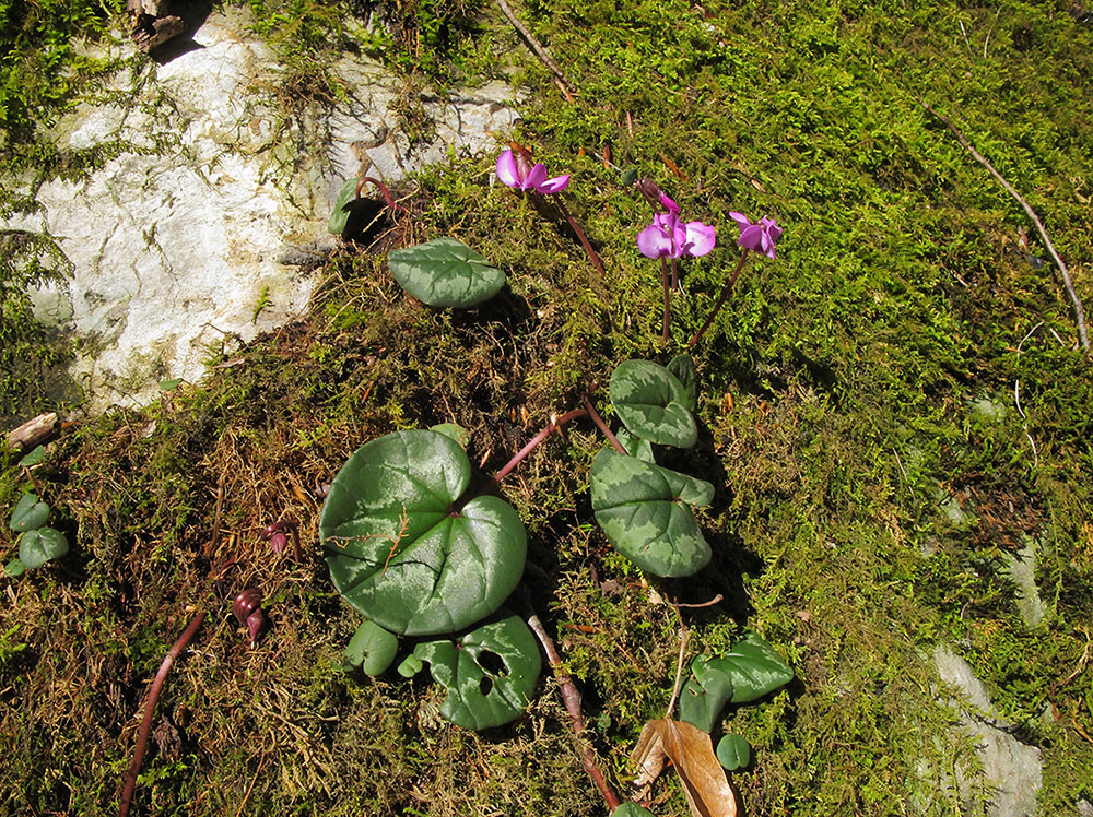 Image of Cyclamen coum specimen.