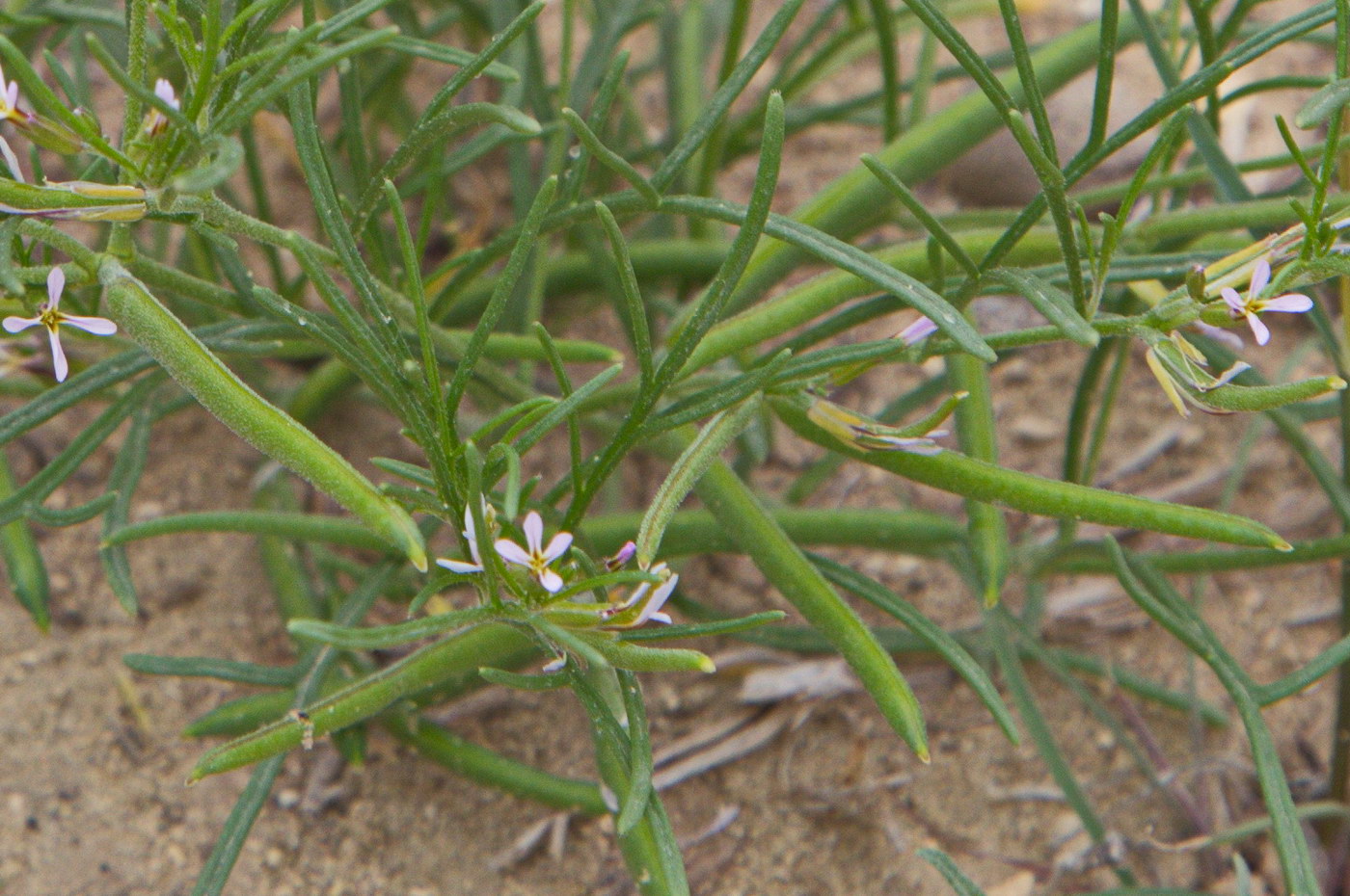 Image of Leptaleum filifolium specimen.