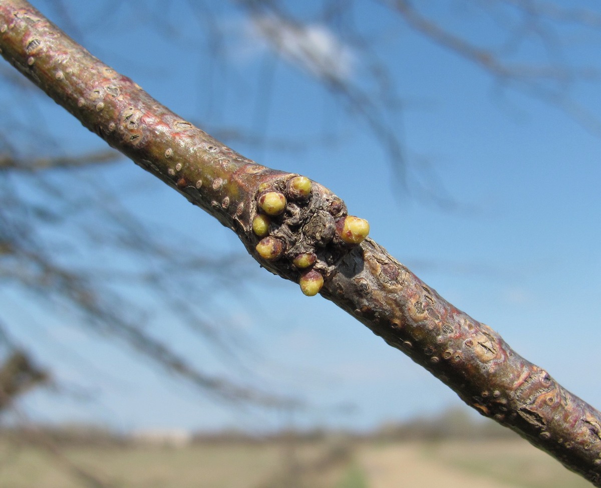 Image of Gleditsia triacanthos specimen.