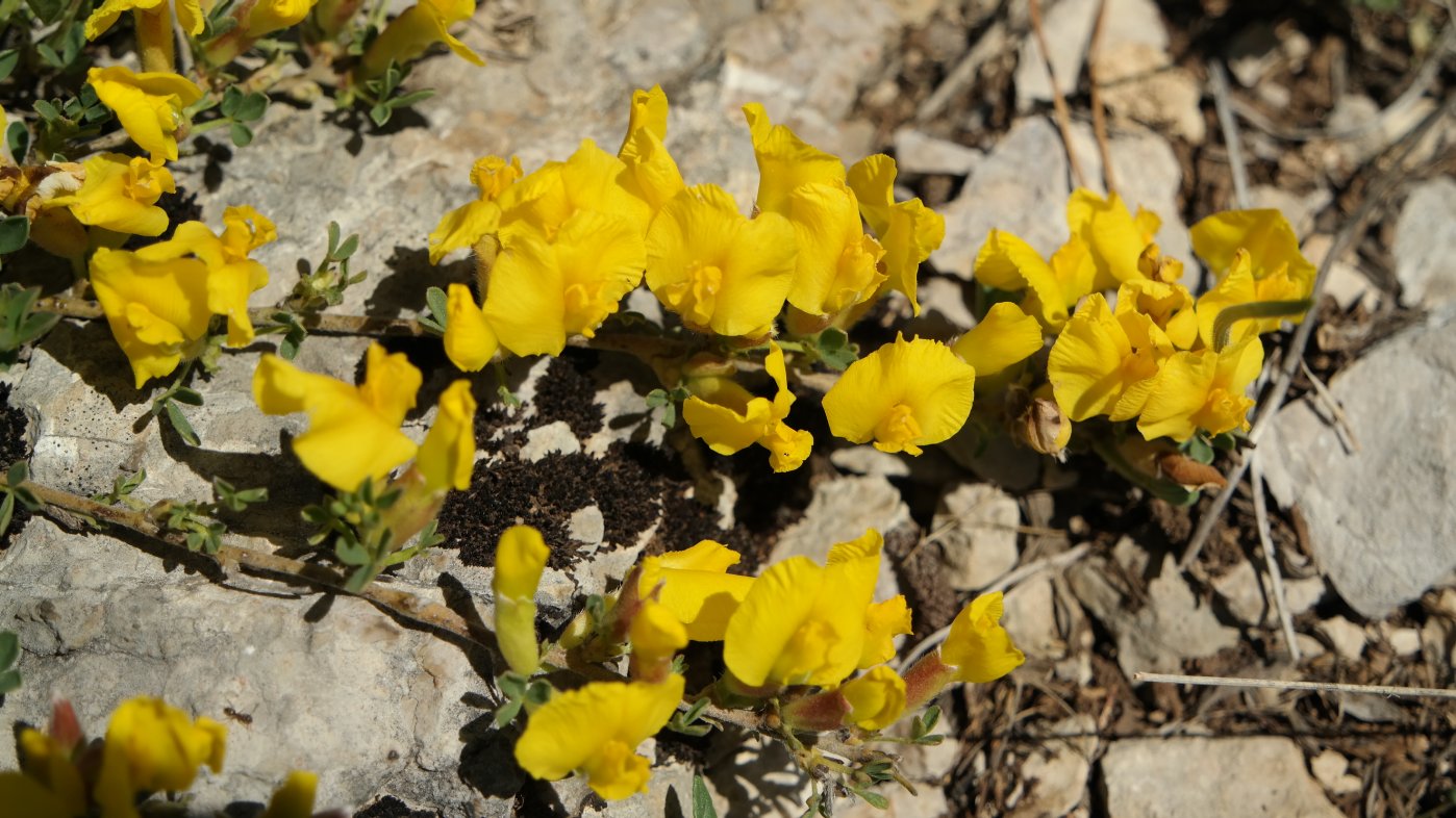 Image of Chamaecytisus wulffii specimen.