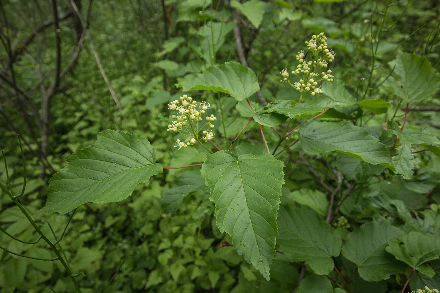 Image of Acer tataricum specimen.