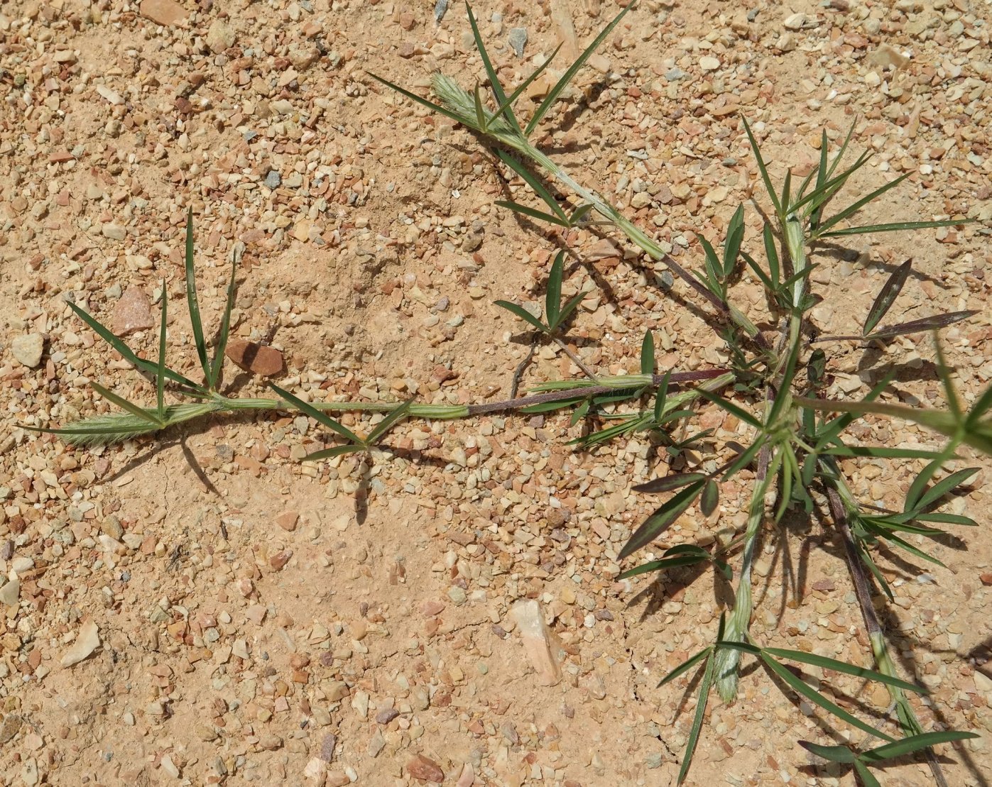 Image of Trifolium angustifolium specimen.