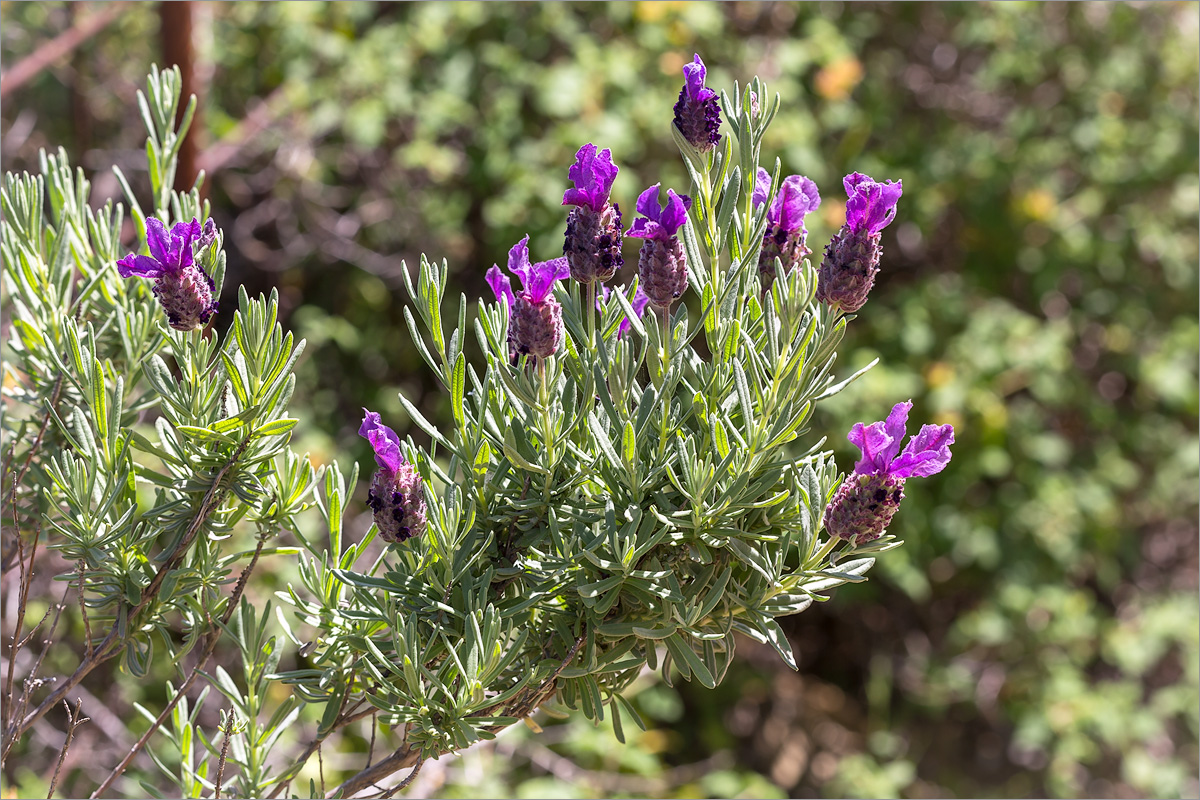 Image of Lavandula stoechas specimen.