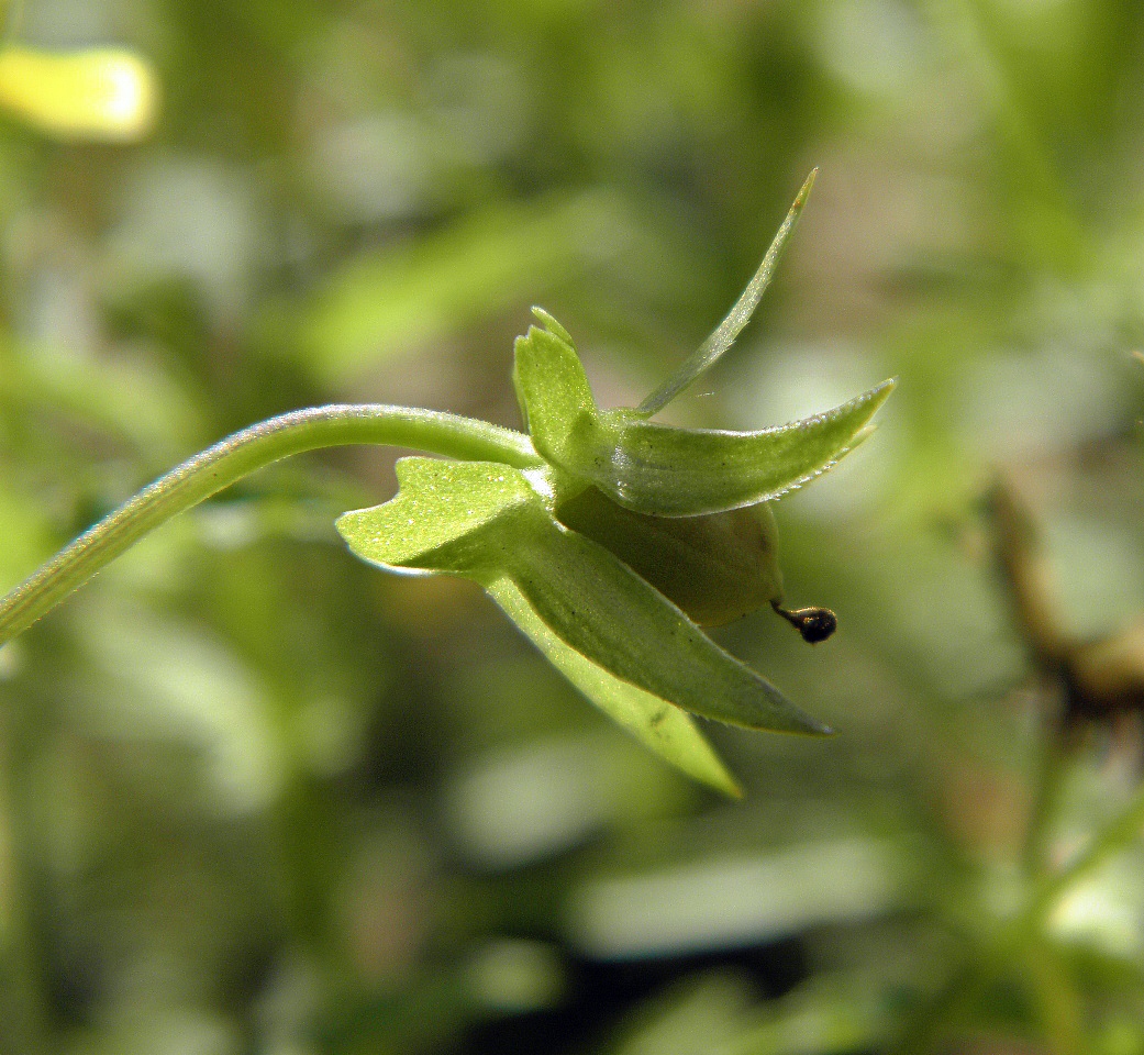 Image of Viola matutina specimen.