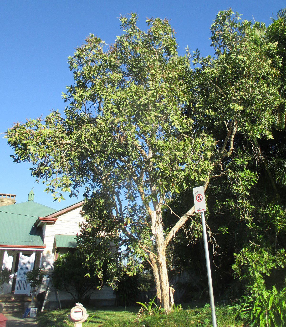 Image of Melaleuca quinquenervia specimen.