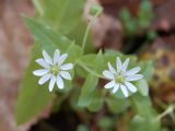 Myosoton aquaticum