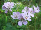 Geranium sylvaticum