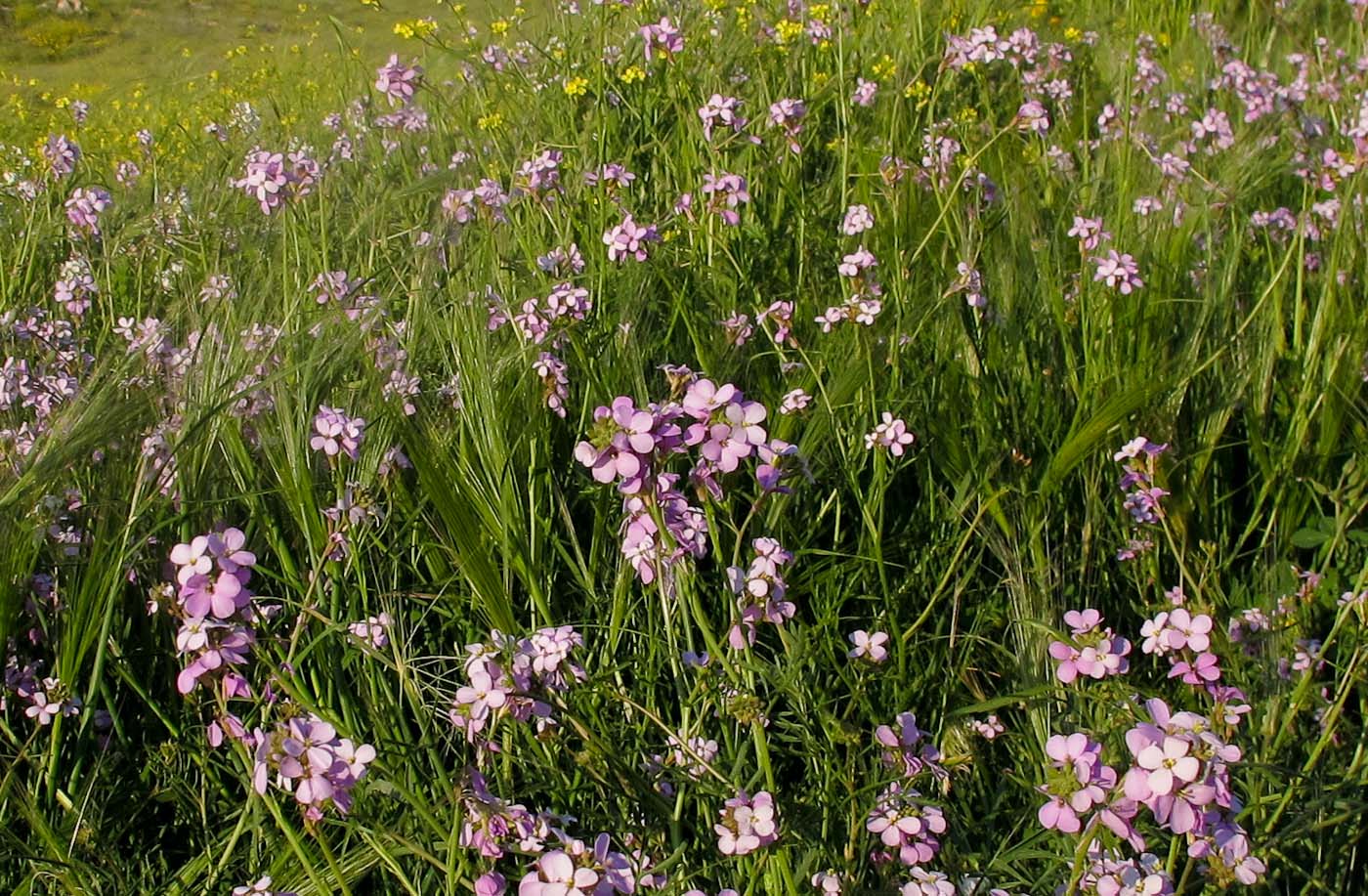 Изображение особи Erucaria rostrata.