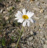 Pyrethrum poteriifolium