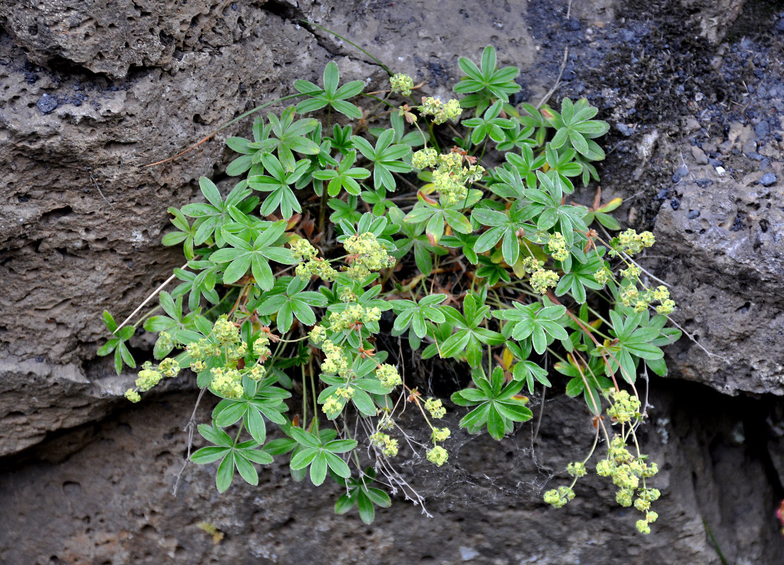 Изображение особи Alchemilla alpina.