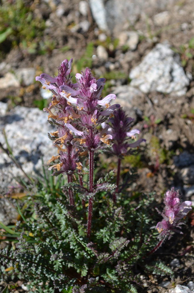 Image of Pedicularis violascens specimen.