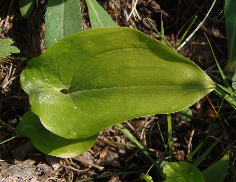 Image of Maianthemum bifolium specimen.