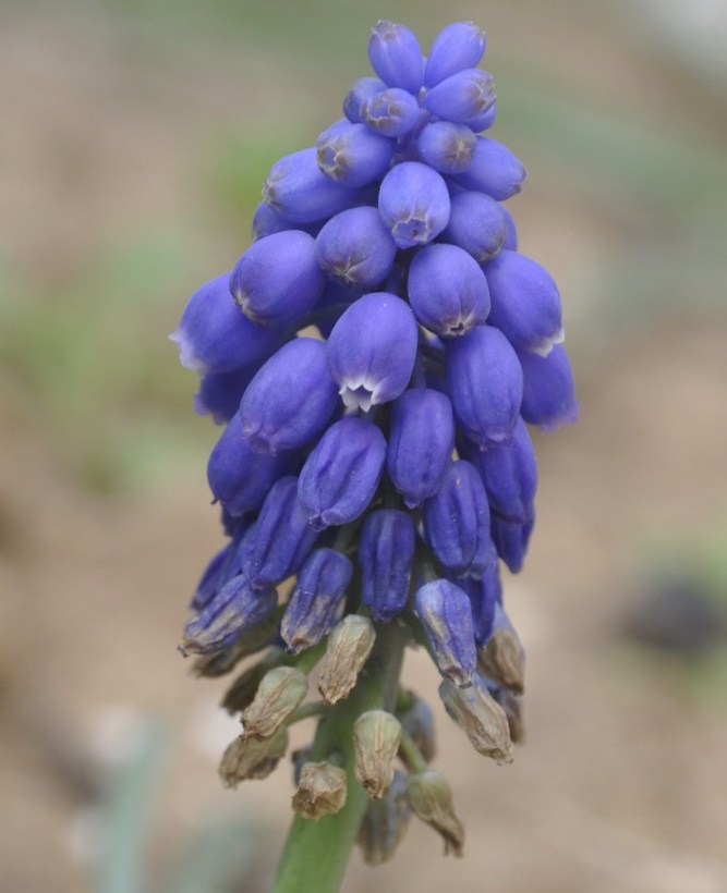 Image of Muscari armeniacum specimen.