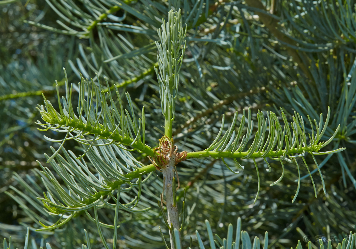 Image of Abies concolor specimen.