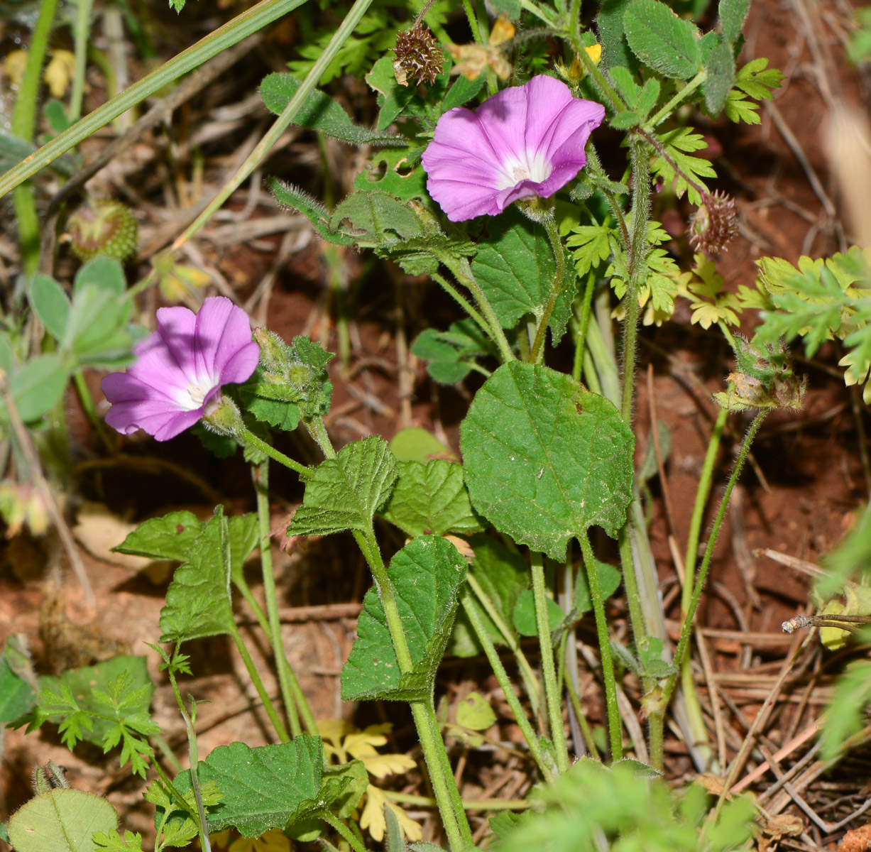 Image of Convolvulus coelesyriacus specimen.