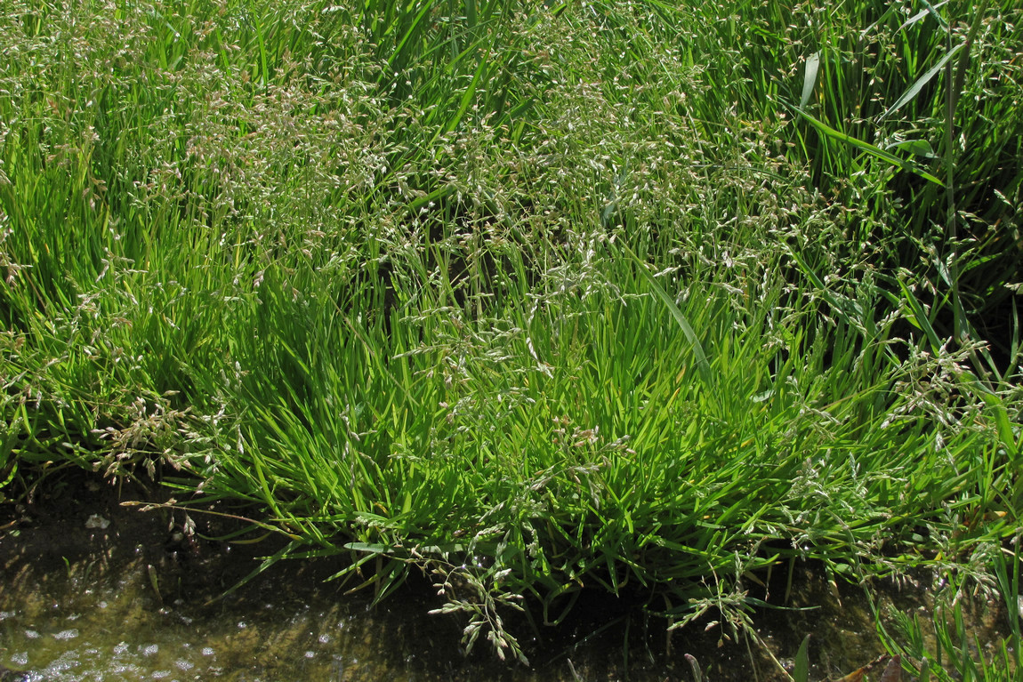 Image of Poa annua specimen.