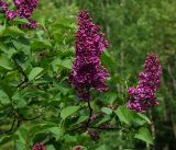 Syringa vulgaris