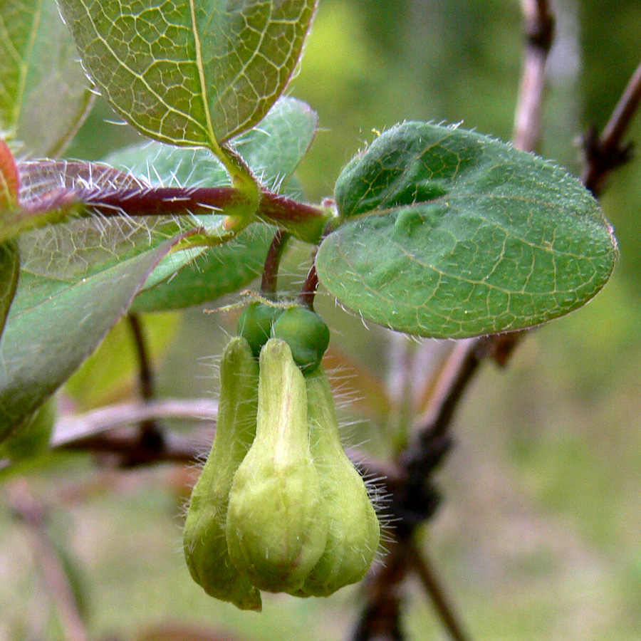 Изображение особи Lonicera &times; subarctica.