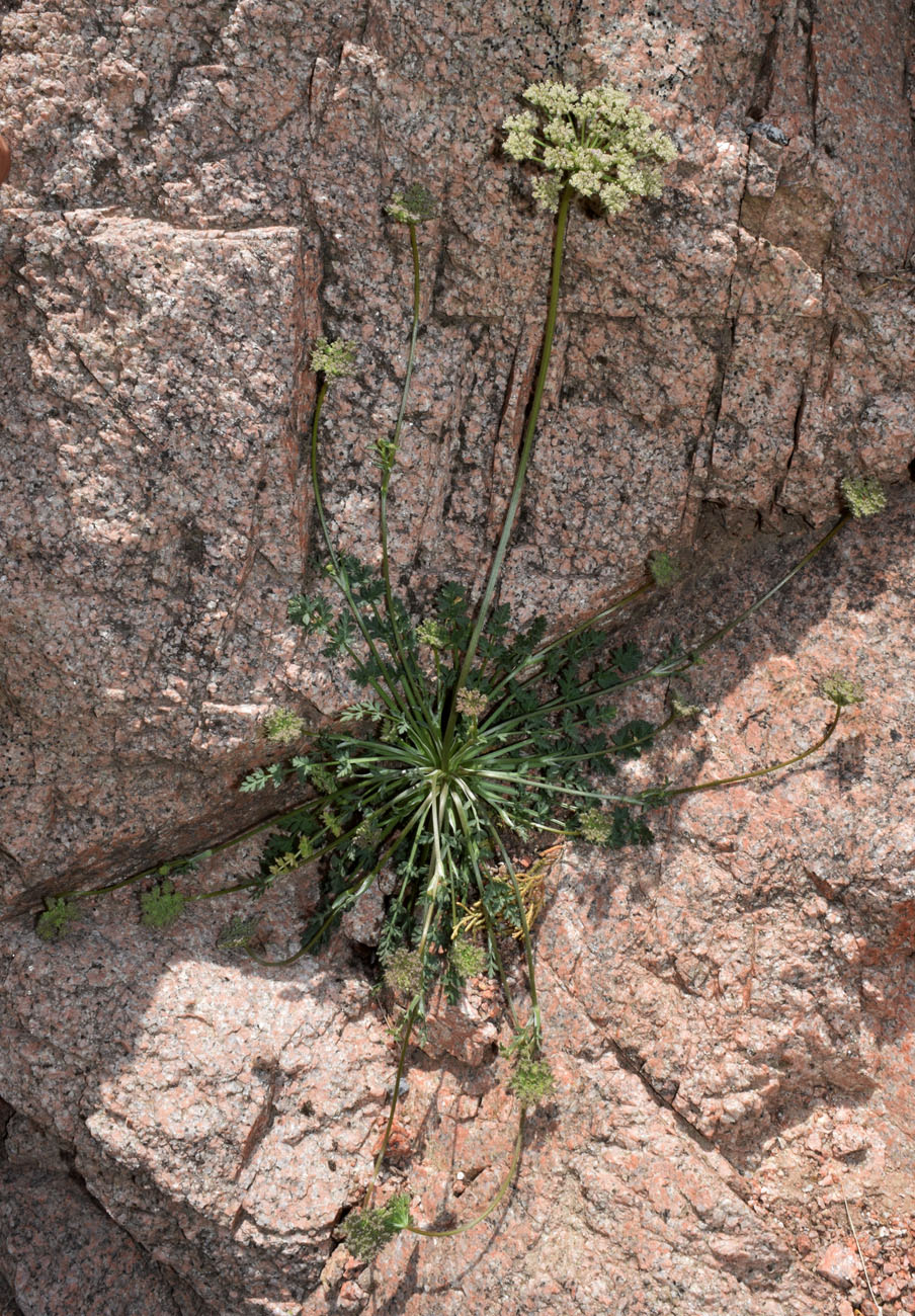 Image of Seseli calycinum specimen.