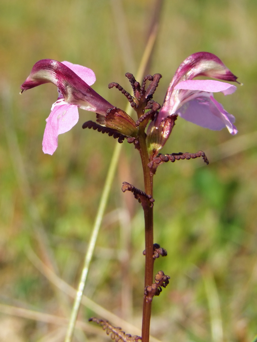 Изображение особи Pedicularis adunca.