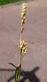 Смотреть изображение род Persicaria