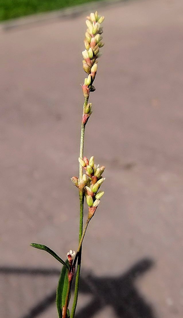 Изображение особи род Persicaria.