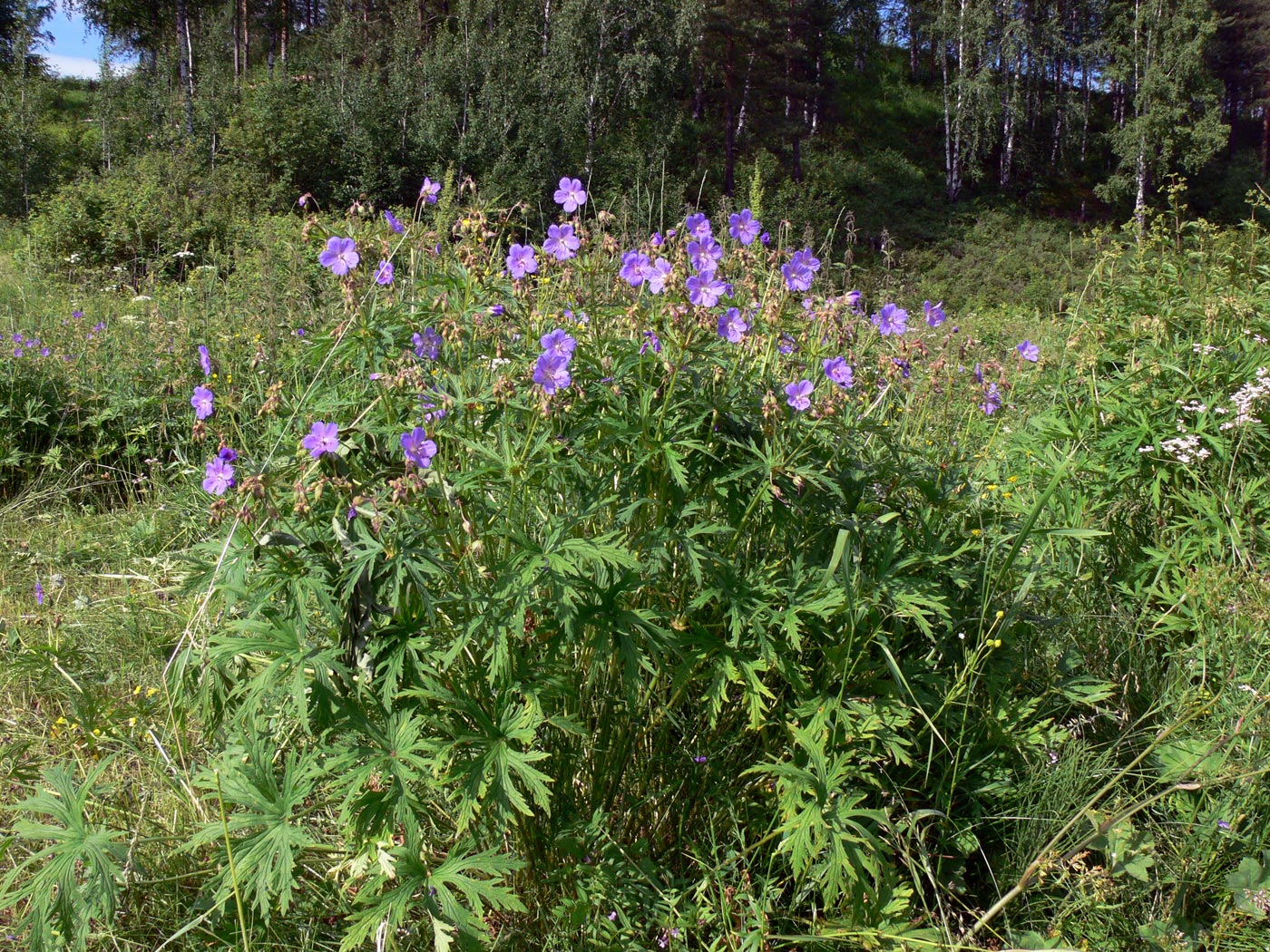 Image of Geranium pratense specimen.