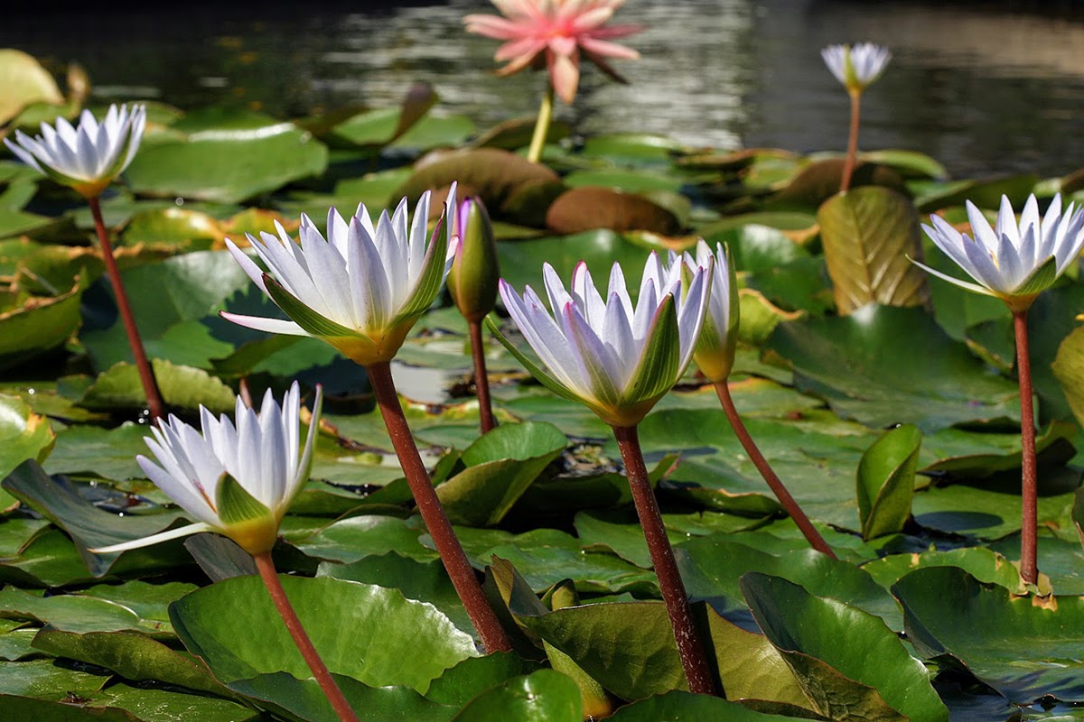 Image of Nymphaea odorata specimen.