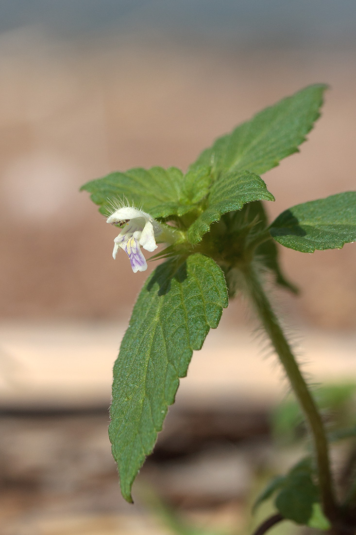 Image of Galeopsis bifida specimen.