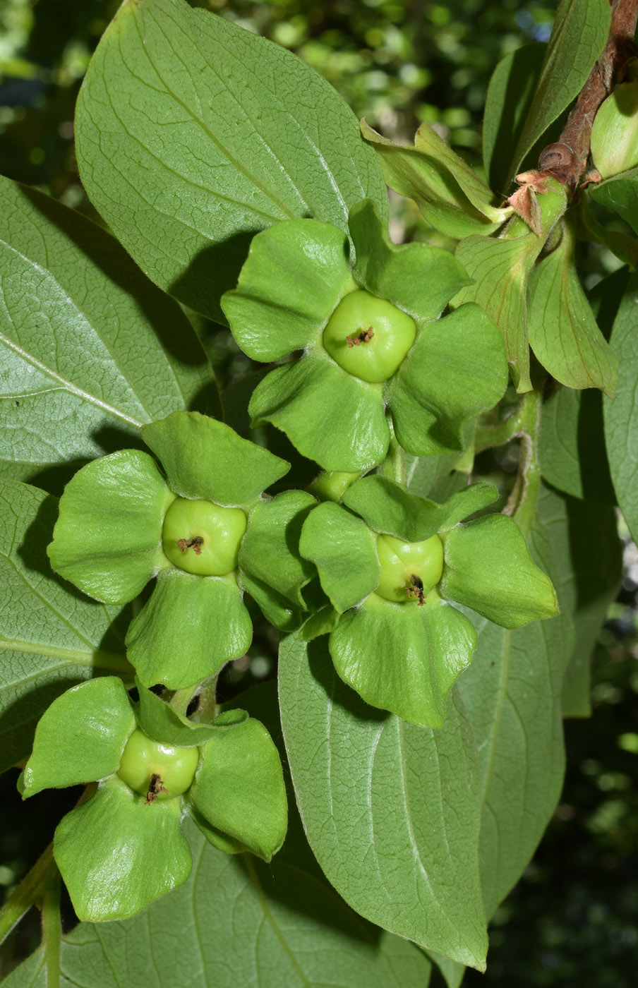 Image of Diospyros kaki specimen.