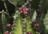 Euphorbia cooperi