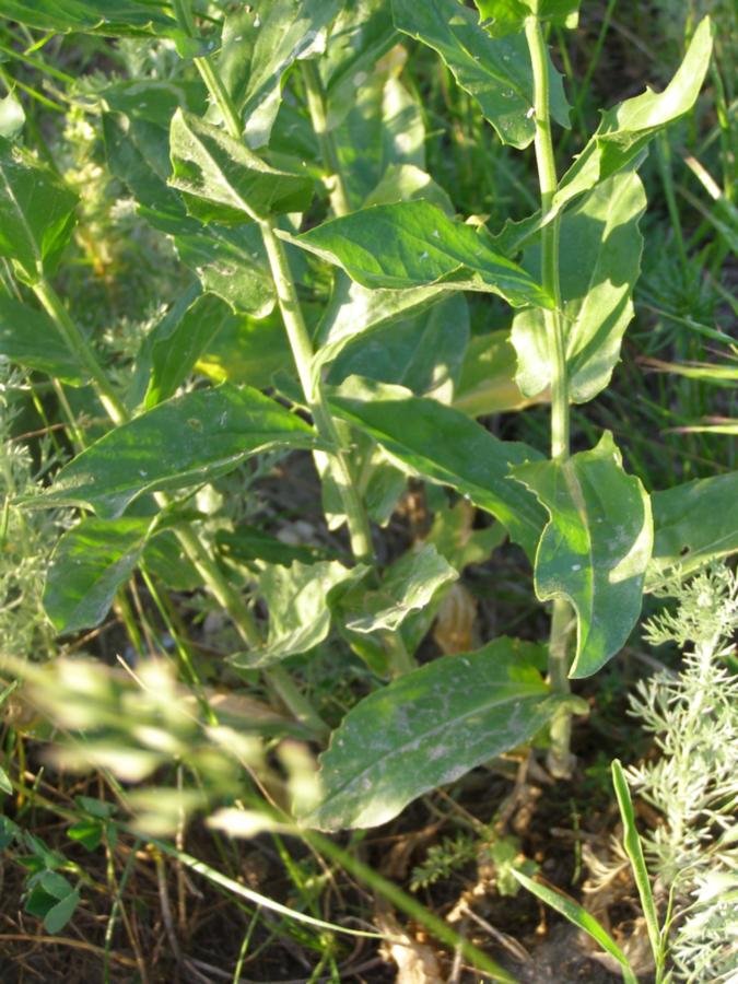 Image of Cardaria draba specimen.