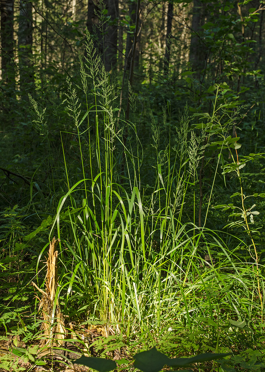 Image of Calamagrostis obtusata specimen.