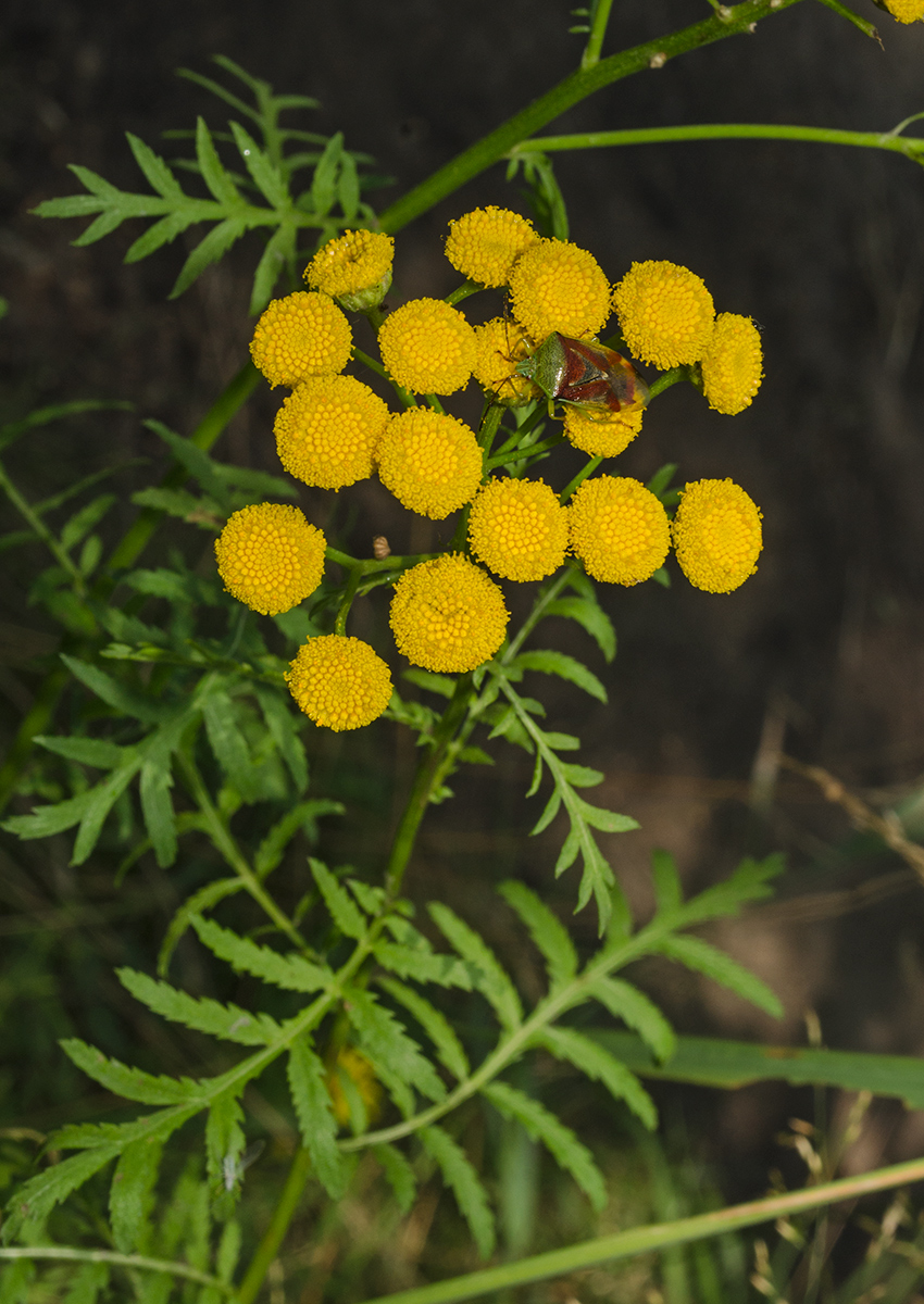 Изображение особи Tanacetum vulgare.