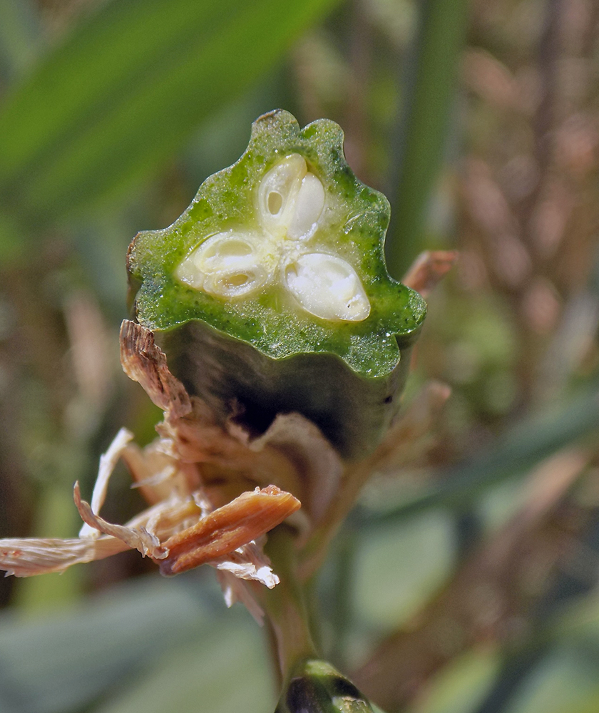 Image of Iris pseudacorus specimen.