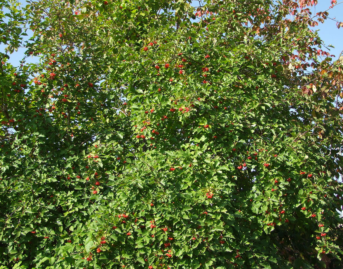 Image of Crataegus dahurica specimen.