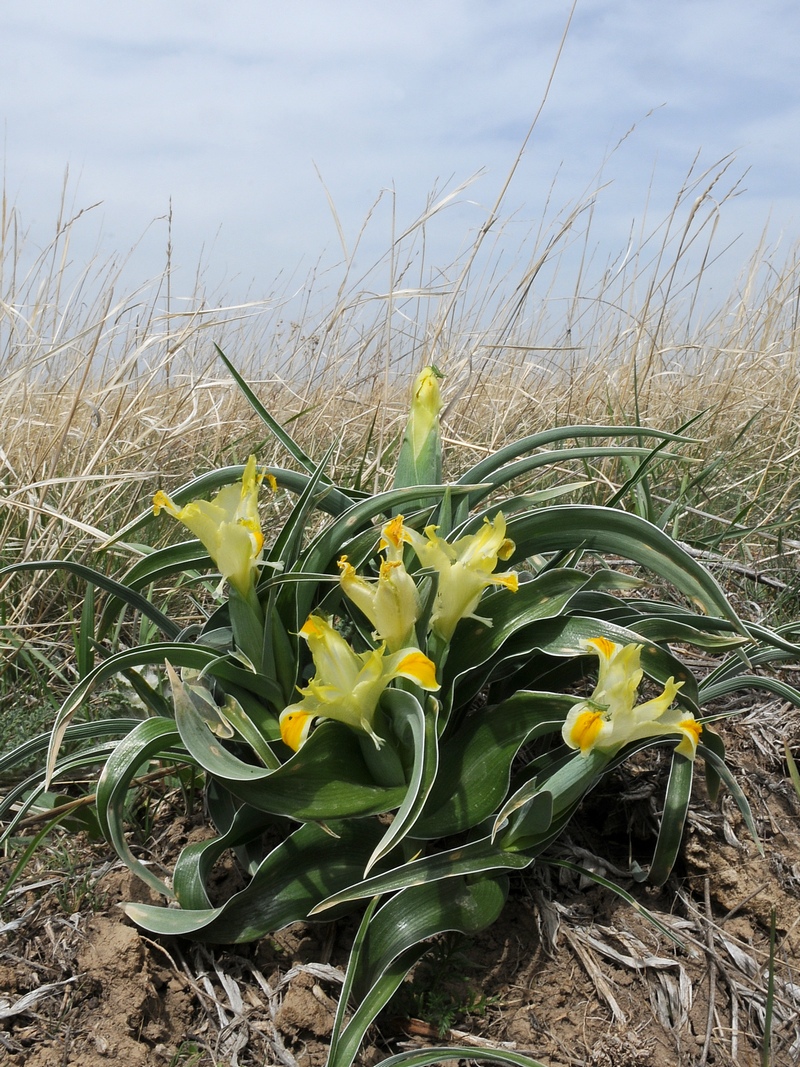 Изображение особи Juno orchioides.