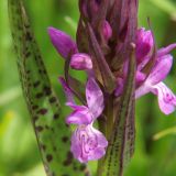 Dactylorhiza incarnata. Часть соцветия. Северная Осетия, север Осетинской равнины, правобережье р. Урсдон. 09.05.2010.